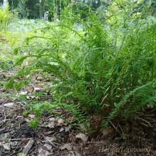 ferns