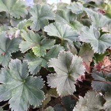 Lady's mantle