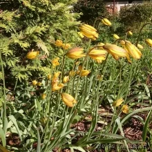 Tulppaani