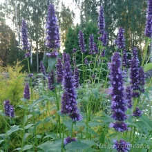 Giant hyssop