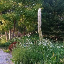Foxtail lily