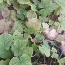 Coral bells and Foamflower