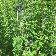 Globe thistle