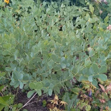Wild indigo