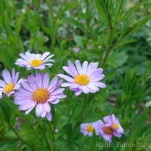 Japanese Aster