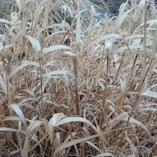 Päiderood