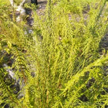 ferns