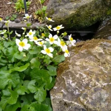 Marsh marigold
