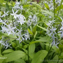 Blue star