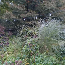 Silvergrass