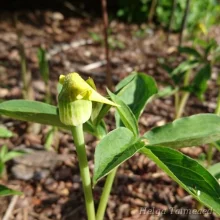 Arisaema