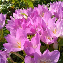 Autumn crocus