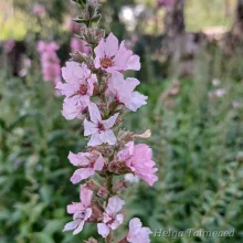 Loosestrife