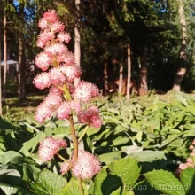 Rodgersia