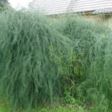 Asparagus