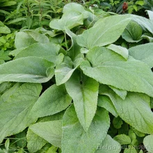 Phlomis