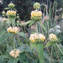 Phlomis