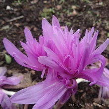 Autumn crocus