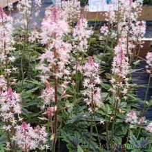 Keijunkukka ja tiarella