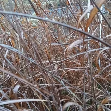 Sorgo