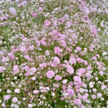 Baby's breath