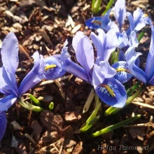 Iris reticulata ‘Alida ’ - Helga Taimeaed