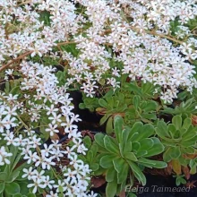 Saxifrage