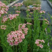 Campion