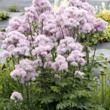 Meadow-rue
