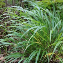 Hakone grass