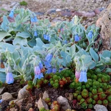 Mertensia