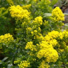 Goldenrod