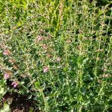 Germander