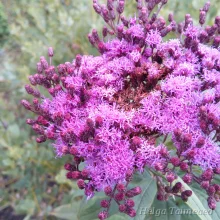 Vernonia