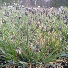 Moor grass