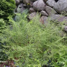 Mary's ferns