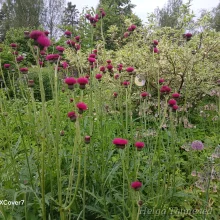 Thistle