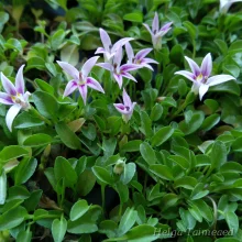 Lobelia