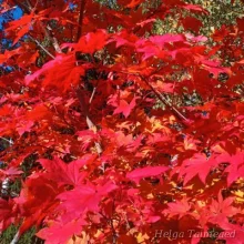 Maple