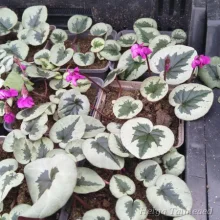 Cyclamen