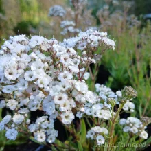 Baby's breath