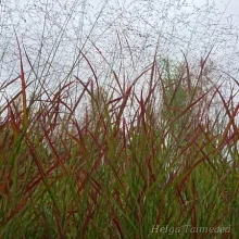 Switchgrass