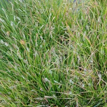 Lupikka