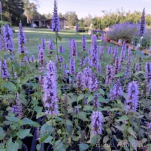 Giant hyssop