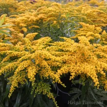 Goldenrod