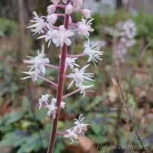 Coral bells and Foamflower