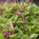 Bistorta (Persicaria) amplexicaulis 'Golden Arrow' 1