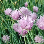 Allium schoenoprasum var sibiricum Wild chives 1