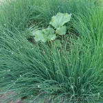Allium schoenoprasum var sibiricum Wild chives 2