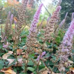Astilbe chinensis 'Pumila' Астильбa китайская 1